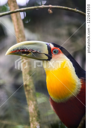 Green beaked toucan 122843938