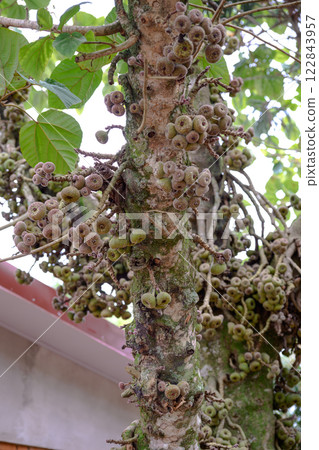 A tree that has an abundance of various fruits growing on it A tree that has an abundance of various fruits growing on it 122843957