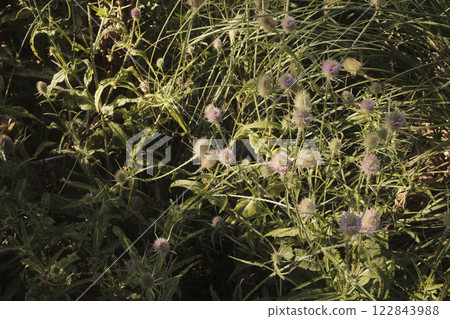 A Beautiful Display of Colorful Wildflowers Surrounded by Lush and Vibrant Greenery A Beautiful Display of Colorful Wildflowers Surrounded by Lush and Vibrant Greenery 122843988