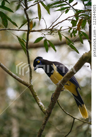Plush-crested jay in the brasilian forest Plush-crested jay in the brasilian forest 122844005