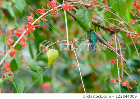 Green hummingbird on the branch  122844009