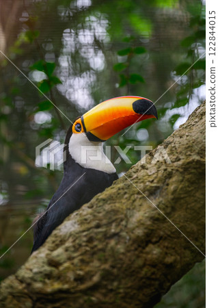 Toco Tucan smiling Toco Tucan smiling 122844015