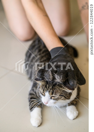 A person gently grooming a lovely fluffy cat while wearing a black glove on their hand  122844019