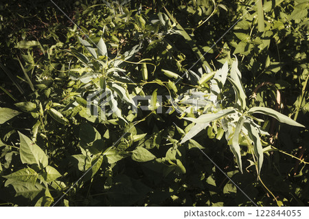 A group of trees stands against a bright blue sky with clouds 122844055