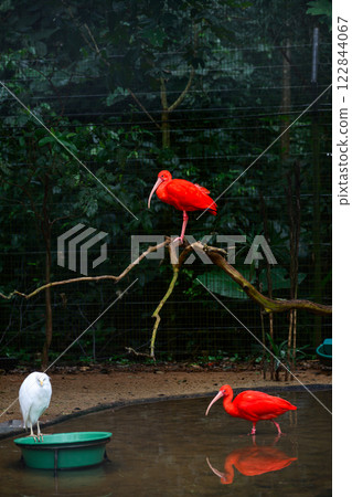 Red ibis on the trunk 122844067