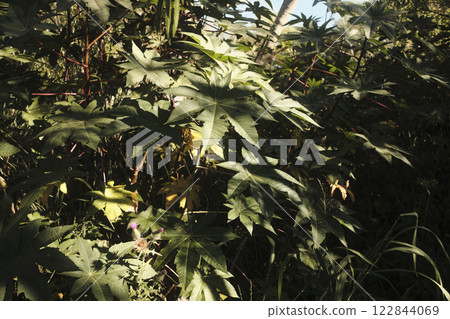 A detailed close up of a tree that is full of vibrant leaves 122844069