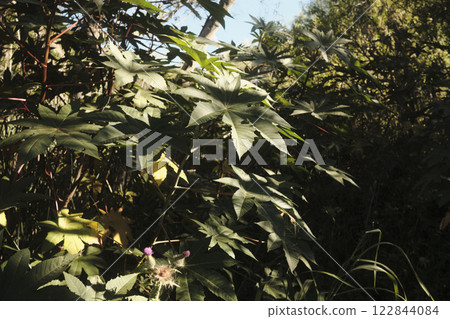 A bush that is abundant with numerous leaves and colorful flowers 122844084