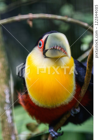 Green beaked toucan 122844085