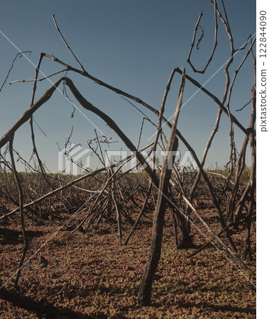 Various branches are currently lying on the ground in an open field Various branches are currently lying on the ground in an open field 122844090