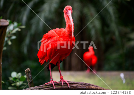 Red ibis on the trunk 122844188