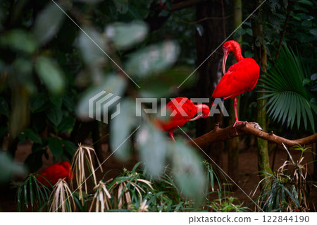 Red ibis on the trunk 122844190