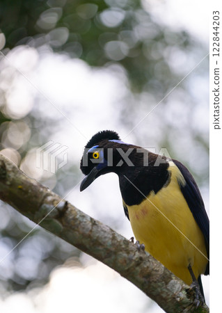 Plush-crested jay in the brasilian forest 122844203