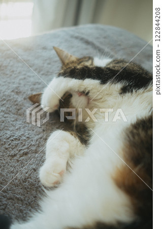 A fluffy cat is peacefully sleeping on its back on a cozy bed A fluffy cat is peacefully sleeping on its back on a cozy bed 122844208