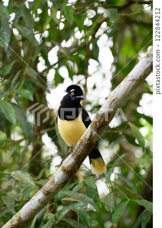 Plush-crested jay in the brasilian forest 122844212