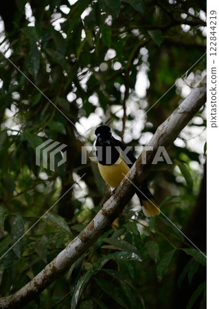 Plush-crested jay in the brasilian forest 122844219