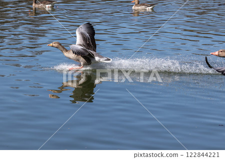 The greylag goose spreading its wings on water. Anser anser is a species of large goose 122844221