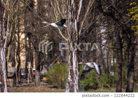 The flying greylag goose, Anser anser is a species of large goose 122844222