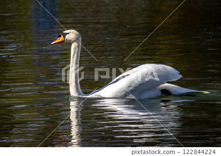Mute swan, Cygnus olor swimming on a lake in Munich, Germany Mute swan, Cygnus olor swimming on a lake in Munich, Germany 122844224