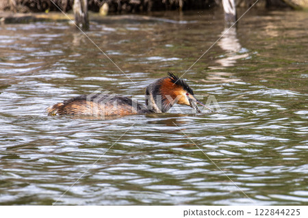 Great Crested Grebe, Podiceps cristatus has caught a fish. Great Crested Grebe, Podiceps cristatus has caught a fish. 122844225