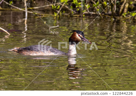 Great Crested Grebe, Podiceps cristatus has caught a fish. Great Crested Grebe, Podiceps cristatus has caught a fish. 122844226