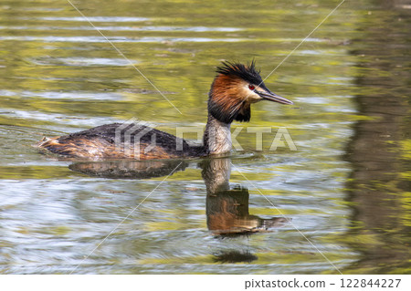 Great Crested Grebe, Podiceps cristatus with beautiful orange colors, a water bird with red eyes. Great Crested Grebe, Podiceps cristatus with beautiful orange colors, a water bird with red eyes. 122844227