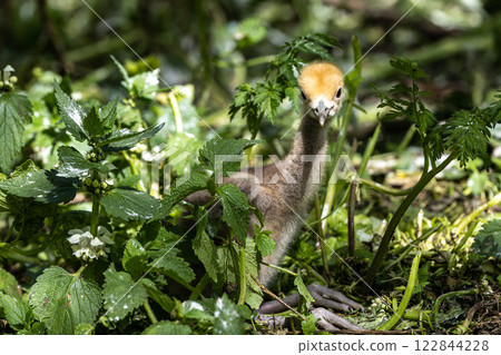 Beautiful yellow fluffy Demoiselle Crane baby gosling, Anthropoides virgo in a bright green meadow Beautiful yellow fluffy Demoiselle Crane baby gosling, Anthropoides virgo in a bright green meadow 122844228