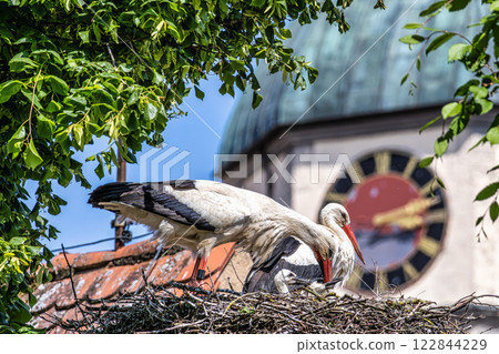 European white Stork, Ciconia ciconia with small babies on the nest in Oettingen, Swabia, Bavaria, Germany, Europe European white Stork, Ciconia ciconia with small babies on the nest in Oettingen, Swabia, Bavaria, Germany, Europe 122844229