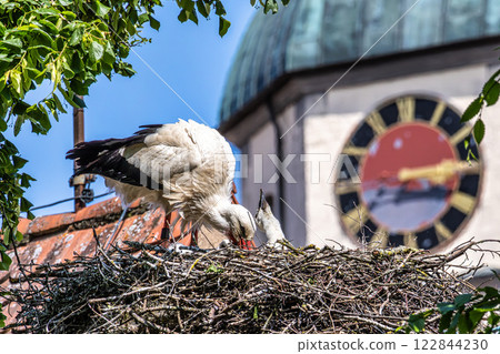 European white Stork, Ciconia ciconia with small babies on the nest in Oettingen, Swabia, Bavaria, Germany, Europe European white Stork, Ciconia ciconia with small babies on the nest in Oettingen, Swabia, Bavaria, Germany, Europe 122844230