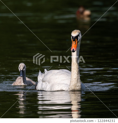 Mute swan family, Cygnus olor swimming on a lake. Mother with babies Mute swan family, Cygnus olor swimming on a lake. Mother with babies 122844231