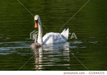Mute swan family, Cygnus olor swimming on a lake. Mother with babies Mute swan family, Cygnus olor swimming on a lake. Mother with babies 122844233