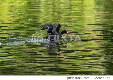 The Eurasian coot, Fulica atra swimming on the Kleinhesseloher Lake at Munich, Germany 122844235