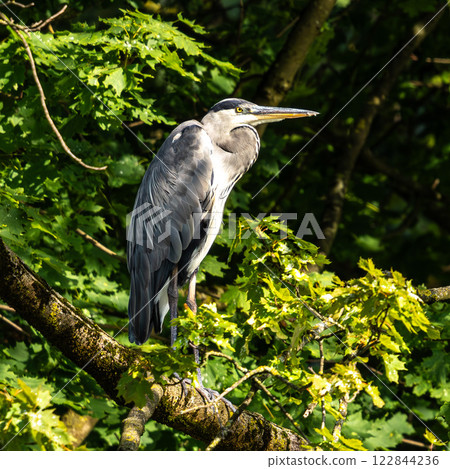 Grey heron, Ardea cinerea, sitting on a branch in a tree and looking around Grey heron, Ardea cinerea, sitting on a branch in a tree and looking around 122844236