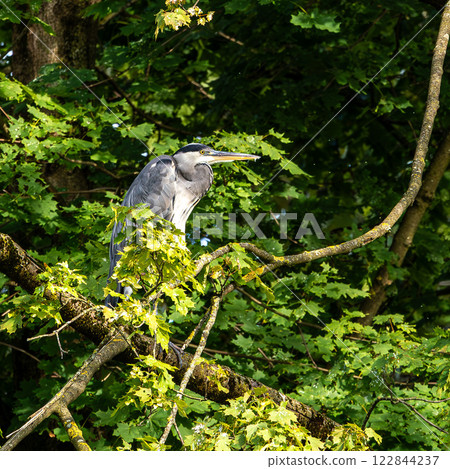 Grey heron, Ardea cinerea, sitting on a branch in a tree and looking around 122844237