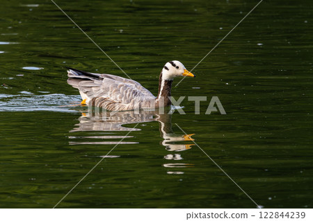 The bar-headed goose, Anser indicus seen in English Garden in Munich 122844239