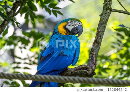The Blue-and-yellow Macaw, Ara ararauna is a large South American parrot 122844242
