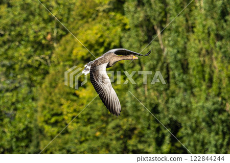 The flying greylag goose, Anser anser is a species of large goose 122844244