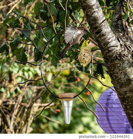 House sparrow bird, Passer domesticus perched on bird feeder containing birdseed. House sparrow bird, Passer domesticus perched on bird feeder containing birdseed. 122844261