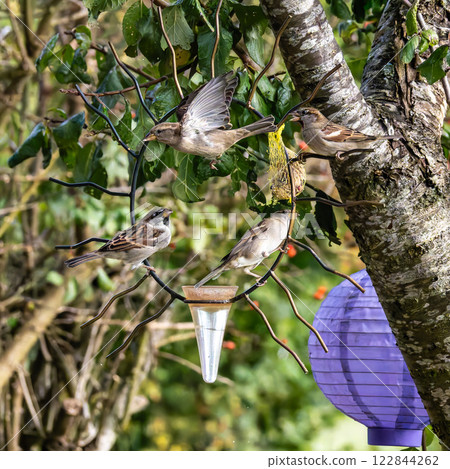 House sparrow bird, Passer domesticus perched on bird feeder containing birdseed. House sparrow bird, Passer domesticus perched on bird feeder containing birdseed. 122844262