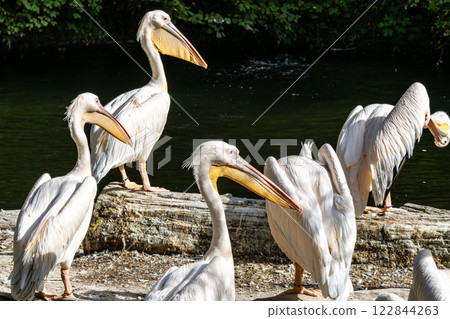 Great White Pelican, Pelecanus onocrotalus in a park Great White Pelican, Pelecanus onocrotalus in a park 122844263