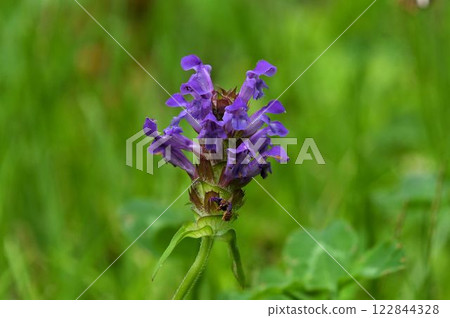 A medicinal plant called Utsubogusa with beautiful purple flowers against a green background seen in the mountains of Tsugaike, Shinshu 122844328