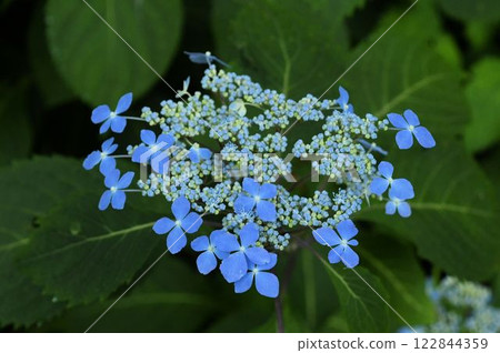 A beautiful Siberian hydrangea with four bright blue petals surrounding a bisexual flower seen at Tsugaike in Shinshu 122844359