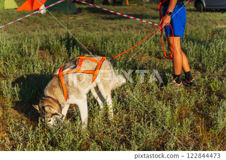 walking with a large dog on a leash on the ground. preparing a dog before a race with a pet walking with a large dog on a leash on the ground. preparing a dog before a race with a pet 122844473