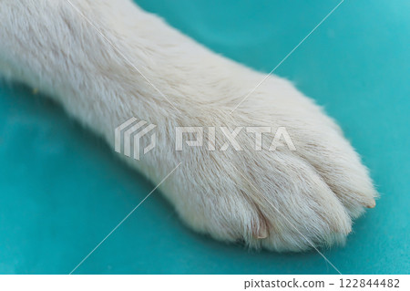 a dog's paw of the husky breed. the woolly paw of a sled dog 122844482