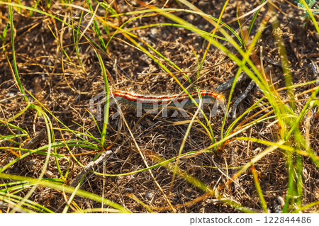 colorful butterfly larva in the kazakhstan steppe. mountain caterpillar in almaty 122844486