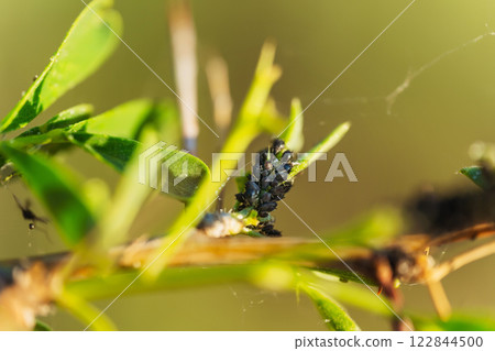 black aphids on flowers in the steppe. sap-sucking insects on bushes in Kazakhstan black aphids on flowers in the steppe. sap-sucking insects on bushes in Kazakhstan 122844500