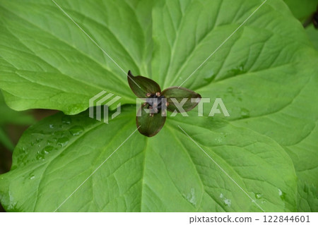 A cute trillium with deep purple petal-like sepals growing between three large leaves seen at Tsugaike in Shinshu A cute trillium with deep purple petal-like sepals growing between three large leaves seen at Tsugaike in Shinshu 122844601