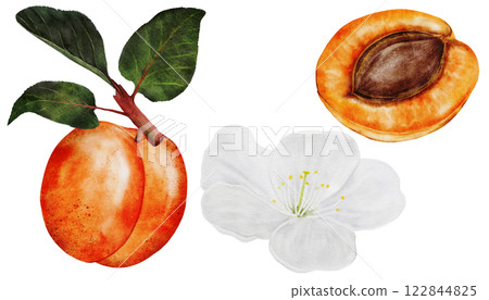 Apricot fruit watercolor. Juicy realistic set hand drawing of ripe fruit. Clip art on isolated white background. Ideal for logo, tags, stickers for natural food and cosmetics stores Apricot fruit watercolor. Juicy realistic set hand drawing of ripe fruit. Clip art on isolated white background. Ideal for logo, tags, stickers for natural food and cosmetics stores 122844825