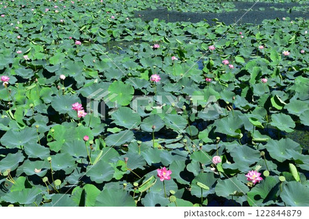 Lotus Swamp Ramsar Convention Site 122844879