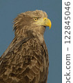 White-tailed eagle 122845046