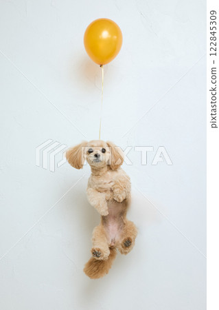 Toy poodle with a balloon around its neck Toy poodle with a balloon around its neck 122845309